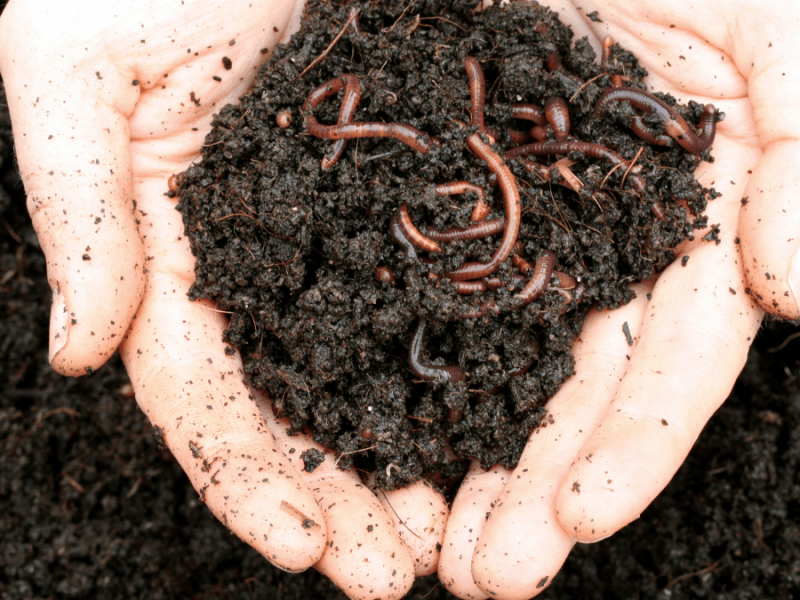 How to start a home worm farm 1-0-1