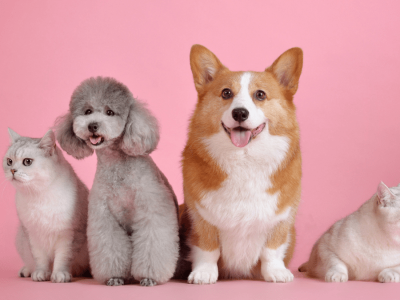 Four ways to reduce your pet’s paw print