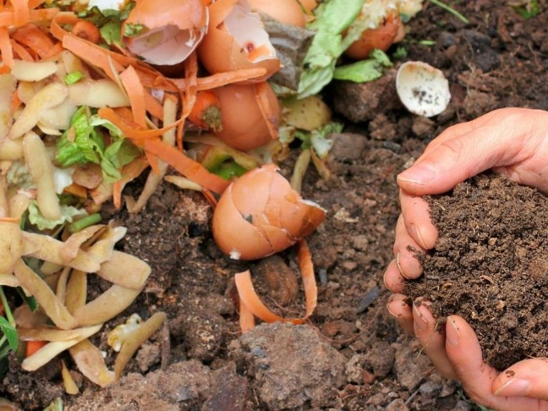 Put a stop to food waste and start a home compost